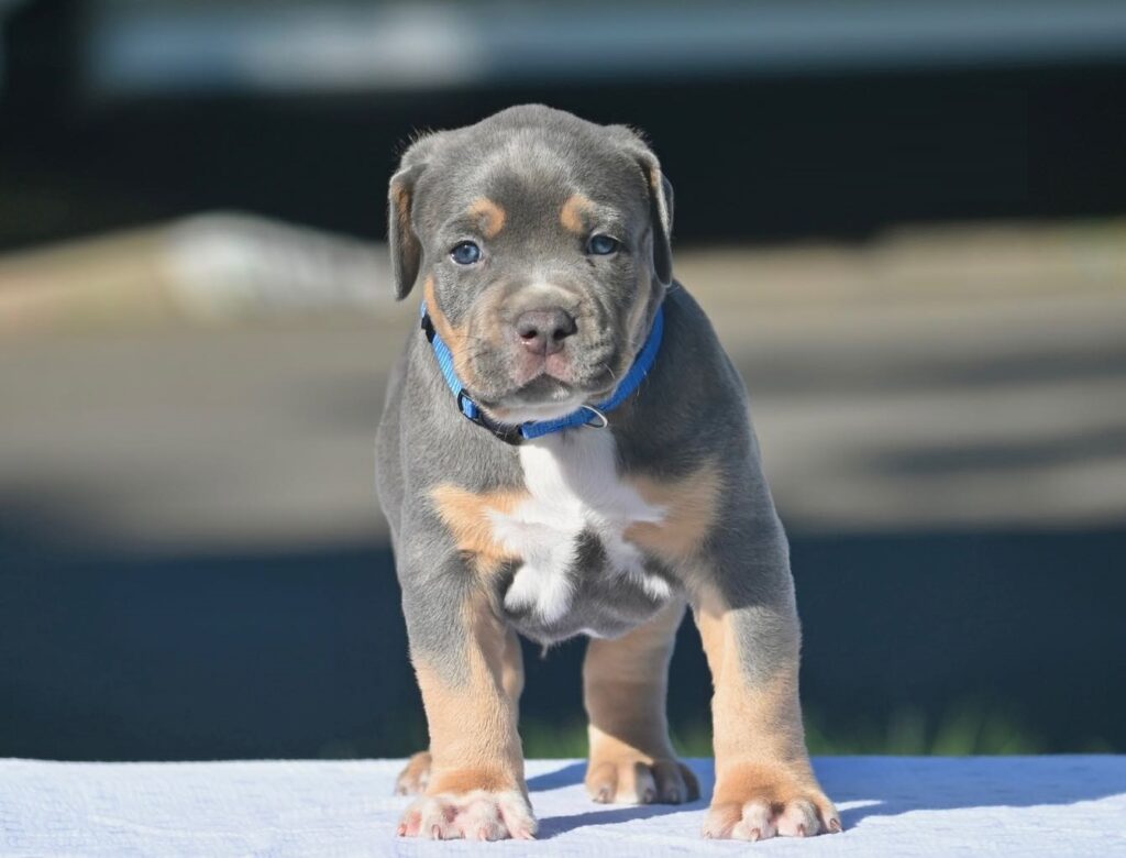 Pitbull Puppies | Puppies for Sale | Blue Nose Pitbull Puppies