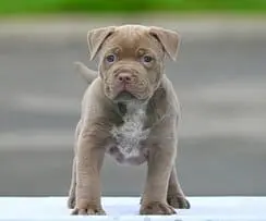 Brown Pitbull puppy with a stocky build and short ears