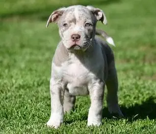 Pitbull puppy with grey and white fur