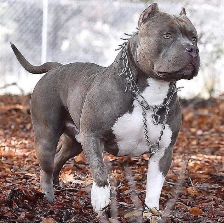 Pitbull Puppies for Sale: The Ultimate Guide to Choose the Perfect Puppy