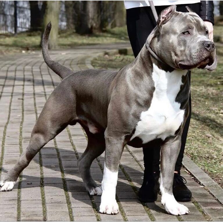 How to Socialize Your Pitbull Puppy for a Loving and Friendly Temperament