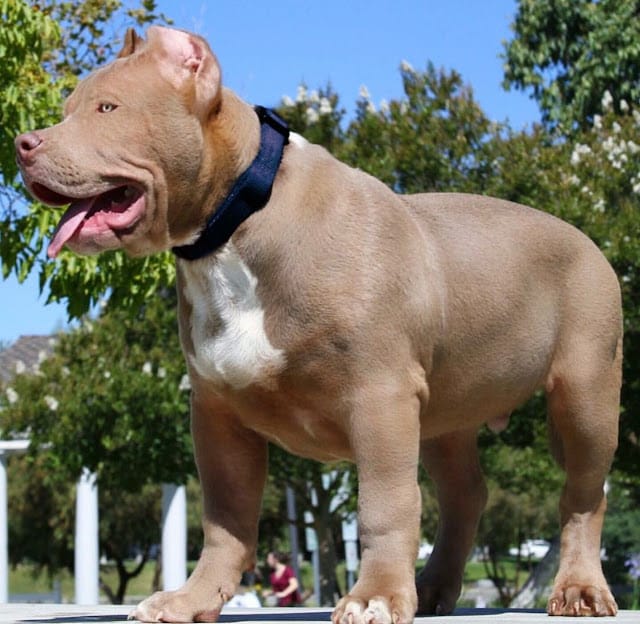 Pitbull Puppies for Sale: Your Complete Guide to Finding the Perfect Pitbull Companion in 2025