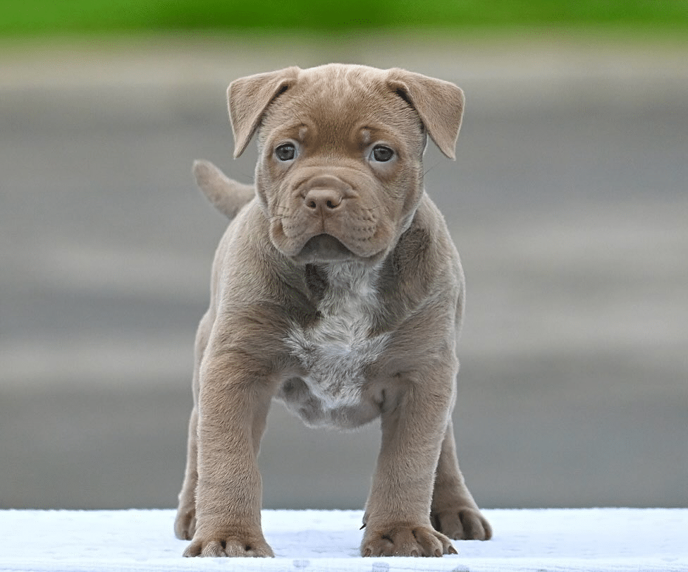 Pitbull Puppies for Sale | XXL Pitbull Puppies