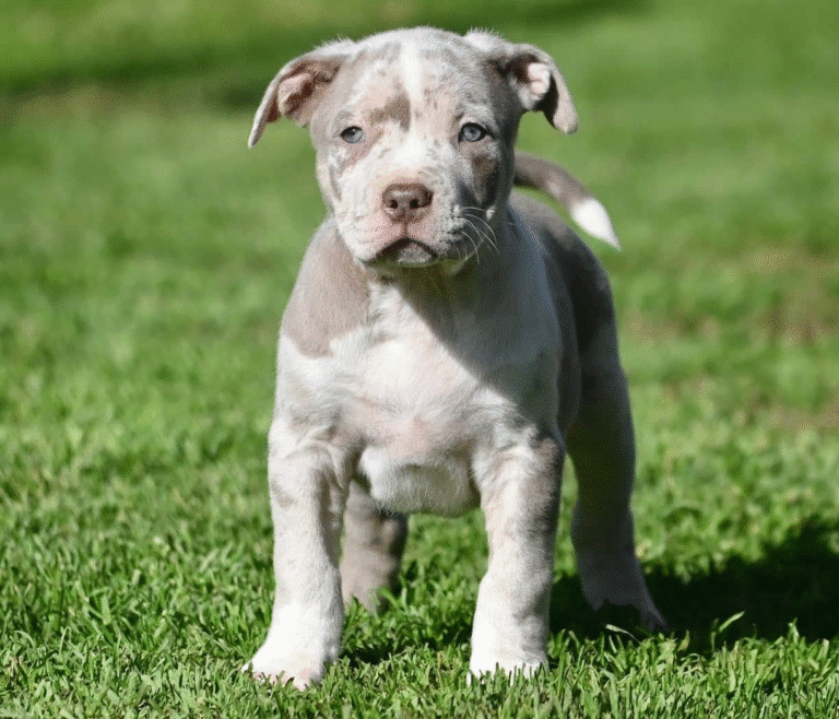 Pitbull Puppies for Sale: Find Your Perfect Companion