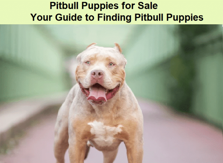 Pitbull Puppies for Sale: Your Guide to Finding Pitbull Puppies